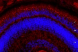 Invitrogen Usherin Polyclonal Antibody 200 &mu;L; Unconjugated:Antibodies,