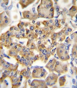 Invitrogen GIPR Polyclonal Antibody 400 &mu;L; Unconjugated:Antibodies,