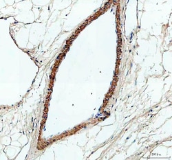 Invitrogen PXDN Polyclonal Antibody 200 &mu;L; Unconjugated:Antibodies,