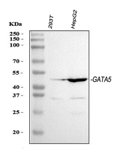 Invitrogen GATA5 Polyclonal Antibody 100 &mu;g | Buy Online | Invitrogen&trade; | Fisher Scientific