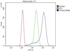 Invitrogen KV1.2 (KCNA2) Polyclonal Antibody 100 &mu;g; Unconjugated:Antibodies,
