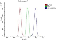 Invitrogen KV1.2 (KCNA2) Polyclonal Antibody 100 &mu;g; Unconjugated:Antibodies,
