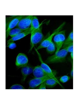 Invitrogen KV1.2 (KCNA2) Polyclonal Antibody 100 &mu;g; Unconjugated:Antibodies,