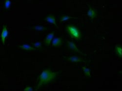 Invitrogen CLRN2 Polyclonal Antibody 100 &mu;g; Unconjugated:Antibodies,