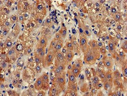 Invitrogen CLRN2 Polyclonal Antibody 100 &mu;g; Unconjugated:Antibodies,