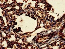 Invitrogen CLRN2 Polyclonal Antibody 100 &mu;g; Unconjugated:Antibodies,