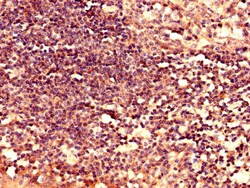 Invitrogen LY6H Polyclonal Antibody 100 &mu;g; Unconjugated:Antibodies,