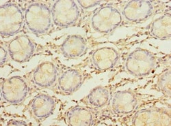 Invitrogen MYADM Polyclonal Antibody 100 &mu;g; Unconjugated:Antibodies,