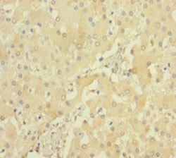 Invitrogen PRSS23 Polyclonal Antibody 100 &mu;g; Unconjugated:Antibodies,