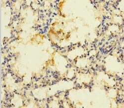 Invitrogen PRSS23 Polyclonal Antibody 100 &mu;g; Unconjugated:Antibodies,