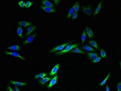 Invitrogen TMEM140 Polyclonal Antibody 100 &mu;g; Unconjugated:Antibodies,