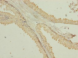Invitrogen TMEM140 Polyclonal Antibody 100 &mu;g; Unconjugated:Antibodies,