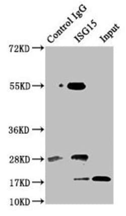 Invitrogen ISG15 Polyclonal Antibody 100 &mu;g; Unconjugated:Antibodies,
