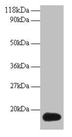Invitrogen ISG15 Polyclonal Antibody 100 &mu;g; Unconjugated:Antibodies,