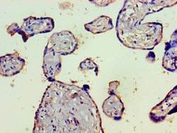 Invitrogen Complement C4b Polyclonal Antibody 100 &mu;g; Unconjugated:Antibodies,