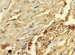 Invitrogen C2orf83 Polyclonal Antibody 100 &mu;g; Unconjugated:Antibodies,