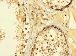 Invitrogen C2orf83 Polyclonal Antibody 100 &mu;g; Unconjugated:Antibodies,