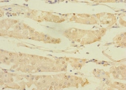 Invitrogen ASTL Polyclonal Antibody 100 &mu;g; Unconjugated:Antibodies,