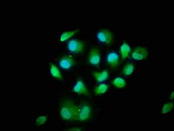 Invitrogen MOB1B Polyclonal Antibody 100 &mu;g; Unconjugated:Antibodies,