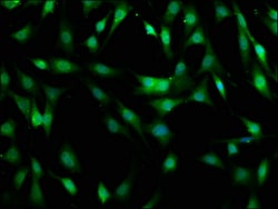 Invitrogen MOB1B Polyclonal Antibody 100 &mu;g; Unconjugated:Antibodies,