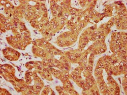 Invitrogen MOB1B Polyclonal Antibody 100 &mu;g; Unconjugated:Antibodies,
