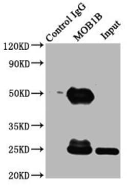 Invitrogen MOB1B Polyclonal Antibody 100 &mu;g; Unconjugated:Antibodies,