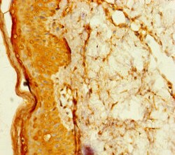 Invitrogen TADA2B Polyclonal Antibody 100 &mu;g; Unconjugated:Antibodies,