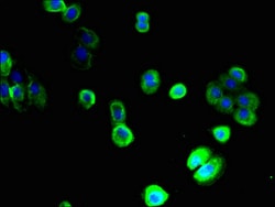 Invitrogen SLC22A9 Polyclonal Antibody 100 &mu;g; Unconjugated:Antibodies,