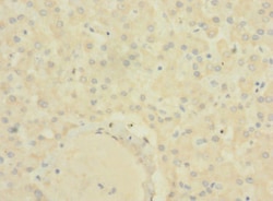 Invitrogen SLC22A9 Polyclonal Antibody 100 &mu;g; Unconjugated:Antibodies,