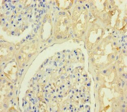 Invitrogen KRTAP8-1 Polyclonal Antibody 100 &mu;g; Unconjugated:Antibodies,