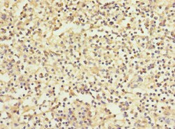 Invitrogen WFDC11 Polyclonal Antibody 100 &mu;g; Unconjugated:Antibodies,