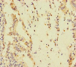 Invitrogen SPEM1 Polyclonal Antibody 100 &mu;g; Unconjugated:Antibodies,