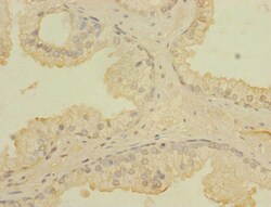Invitrogen CCDC79 Polyclonal Antibody 100 &mu;g; Unconjugated:Antibodies,