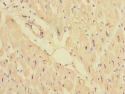 Invitrogen PPM1E Polyclonal Antibody 100 &mu;g; Unconjugated:Antibodies,