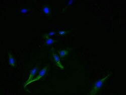 Invitrogen C4orf34 Polyclonal Antibody 100 &mu;g; Unconjugated:Antibodies,
