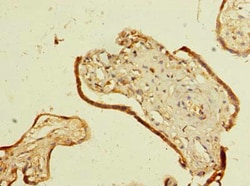 Invitrogen C4orf34 Polyclonal Antibody 100 &mu;g; Unconjugated:Antibodies,