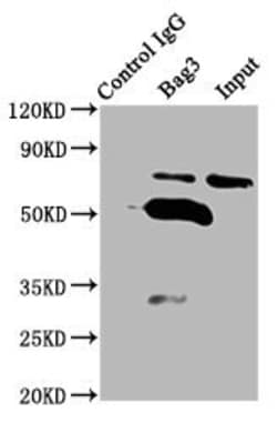 Invitrogen BAG3 Polyclonal Antibody 100 &mu;g; Unconjugated:Antibodies,