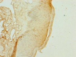 Invitrogen KRTAP3-2 Polyclonal Antibody 100 &mu;g; Unconjugated:Antibodies,