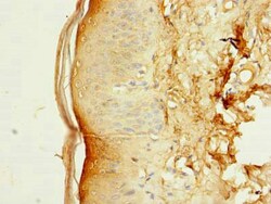 Invitrogen SLC38A7 Polyclonal Antibody 100 &mu;g; Unconjugated:Antibodies,