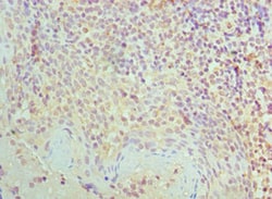 Invitrogen SMC1 Polyclonal Antibody 100 &mu;L; Unconjugated:Antibodies,