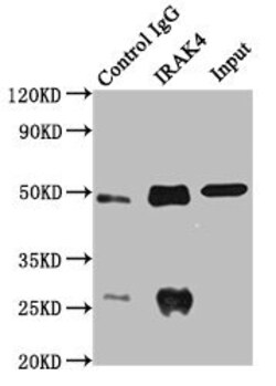 Invitrogen IRAK4 Polyclonal Antibody 100 &mu;L; Unconjugated:Antibodies,