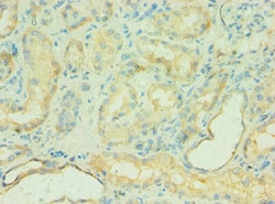 Invitrogen C4BPB Polyclonal Antibody 100 &mu;L; Unconjugated:Antibodies,