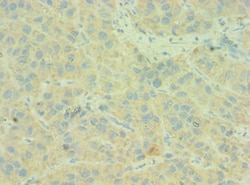 Invitrogen C4BPB Polyclonal Antibody 100 &mu;L; Unconjugated:Antibodies,