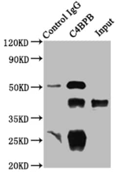 Invitrogen C4BPB Polyclonal Antibody 100 &mu;L; Unconjugated:Antibodies,