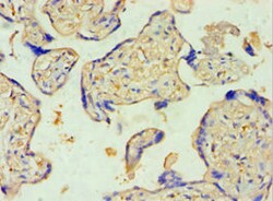 Invitrogen SULT2B1 Polyclonal Antibody 100 &mu;L; Unconjugated:Antibodies,