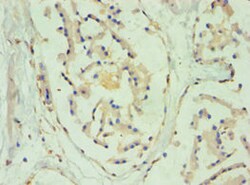 Invitrogen SULT2B1 Polyclonal Antibody 100 &mu;L; Unconjugated:Antibodies,
