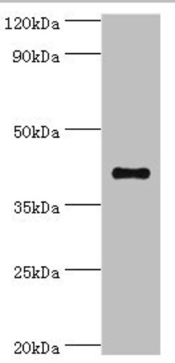 Invitrogen SULT2B1 Polyclonal Antibody 100 &mu;L; Unconjugated:Antibodies,