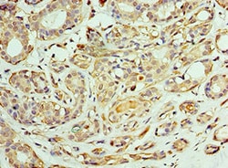 Invitrogen TCP-1 zeta Polyclonal Antibody 100 &mu;L | Buy Online | Invitrogen&trade; | Fisher Scientific