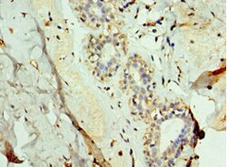 Invitrogen FUT6 Polyclonal Antibody 100 &mu;L; Unconjugated:Antibodies,