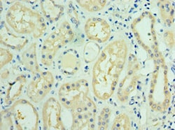 Invitrogen FUT6 Polyclonal Antibody 100 &mu;L; Unconjugated:Antibodies,